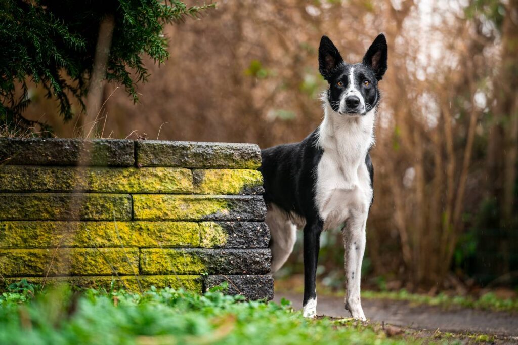 Border collie Mayhem, Hundeinstruktør